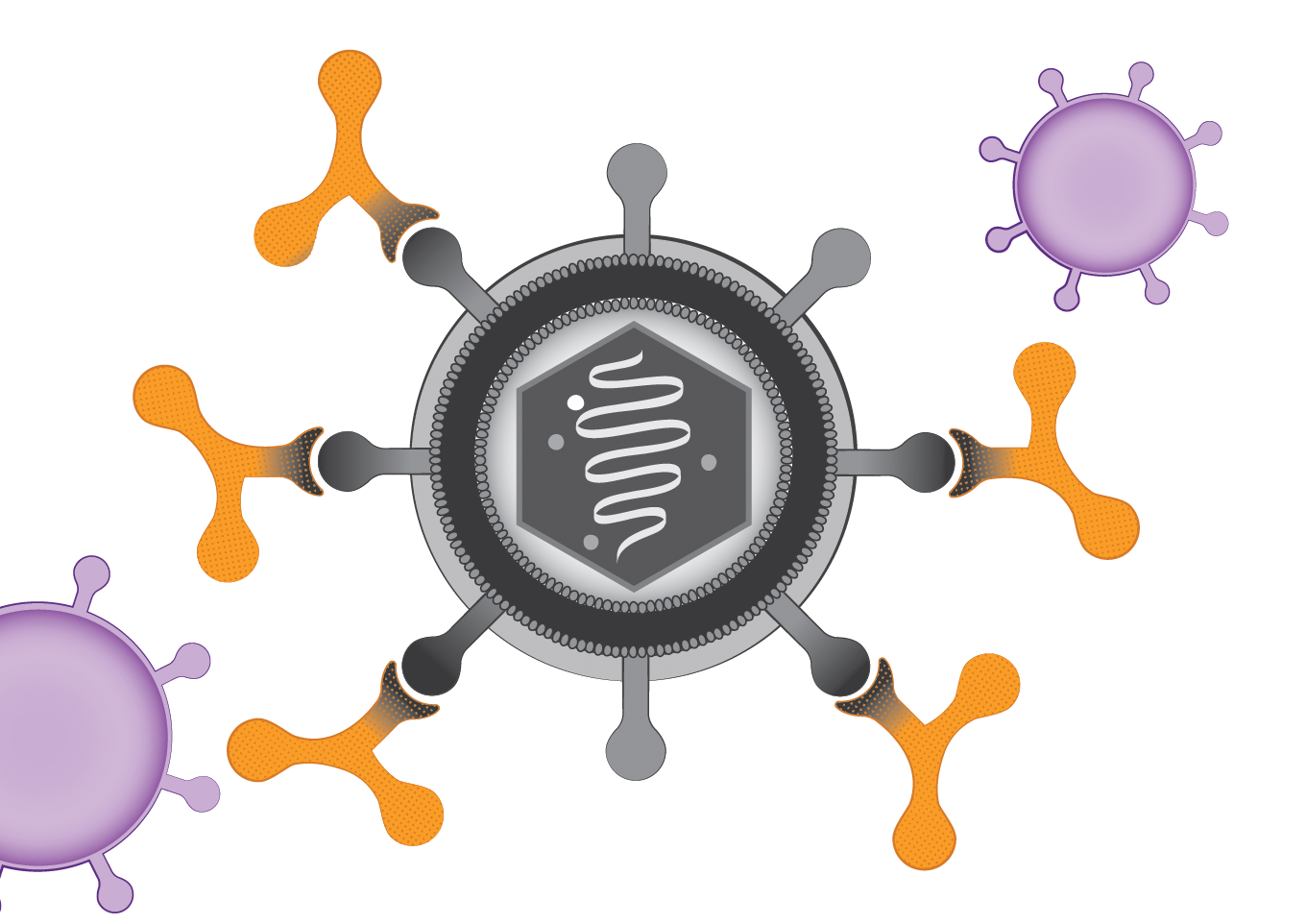 HIV virus neutralized by AMP Graphic credit: HVTN