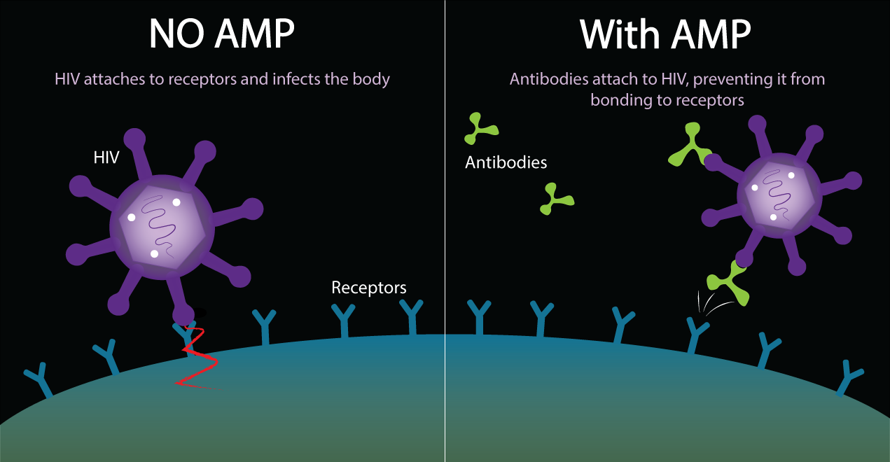 How AMP Works