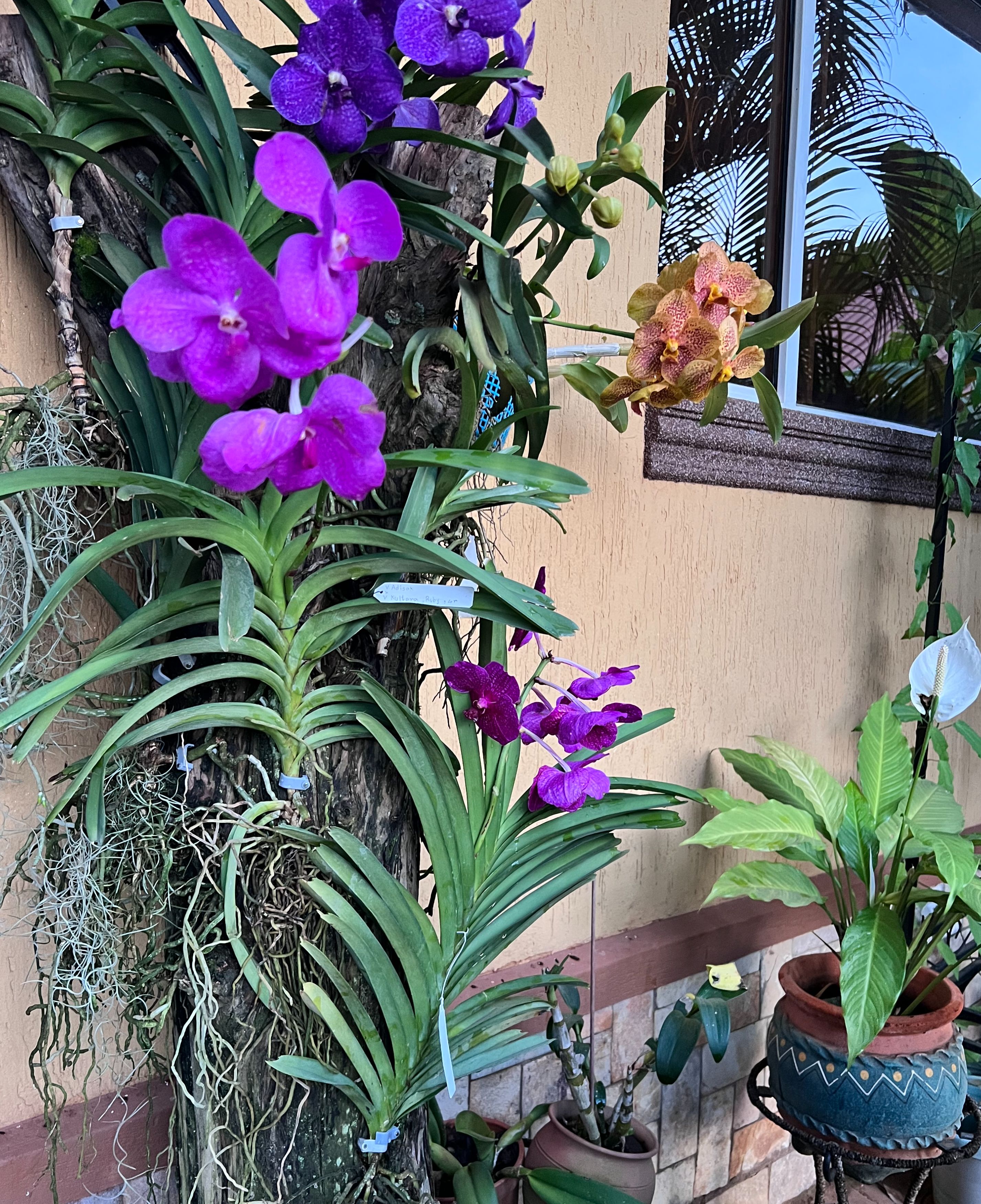 Orchids